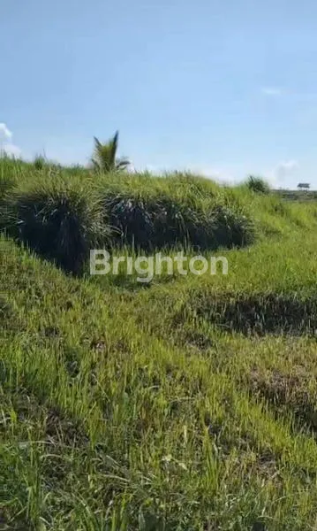 image TANAH DIJUAL BUC DI JEMBRANA (2)