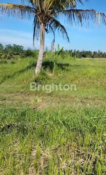 image TANAH DIJUAL BUC DI JEMBRANA (4)