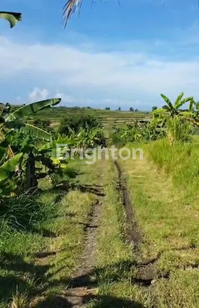 image TANAH DIJUAL BUC DI JEMBRANA (6)