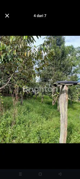 image KEBUN BUAH  (6)