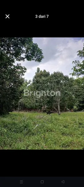 image KEBUN BUAH  (1)