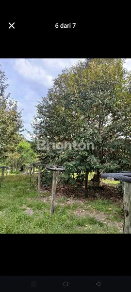 image KEBUN BUAH  (5)