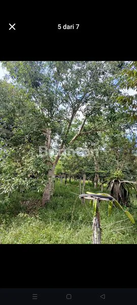 image KEBUN BUAH  (4)