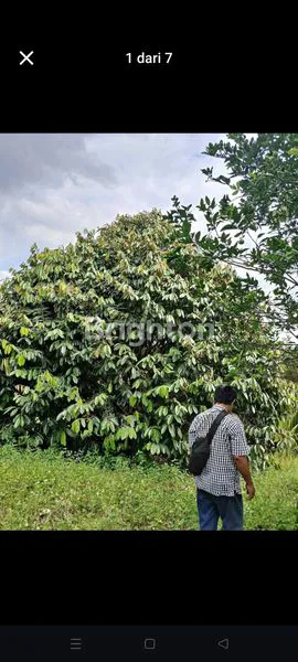 image KEBUN BUAH  (3)