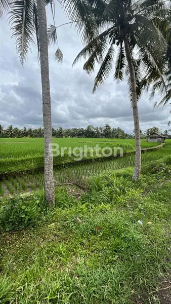 image DIJUAL TANAH PERTANIAN PRODUKTIF (4)