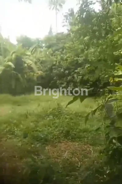 image TANAH HOT PREMIUM (3)