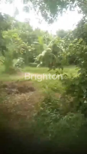 image TANAH HOT PREMIUM (2)