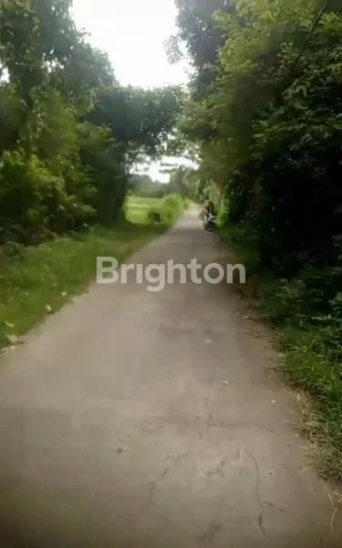 image TANAH HOT PREMIUM (1)