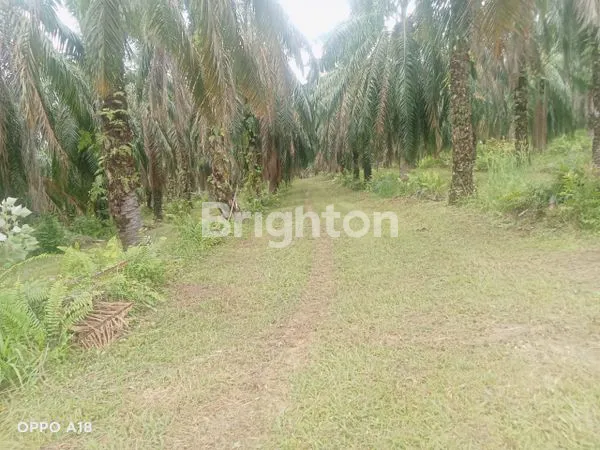 image INVESTASI SAWIT 145,5 HA, LOKASI STRATEGIS SUMUT (4)