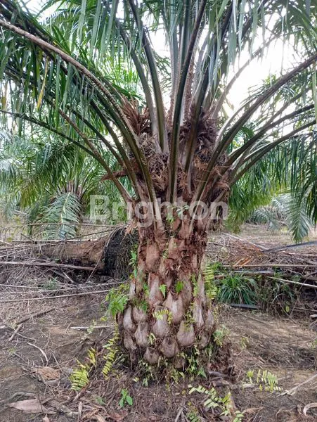 image INVESTASI SAWIT 145,5 HA, LOKASI STRATEGIS SUMUT (1)