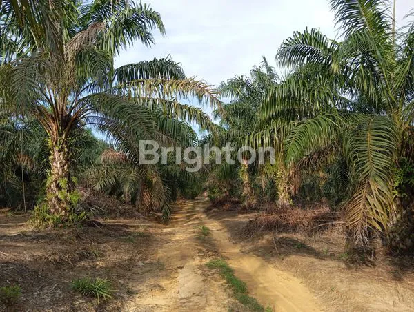 image INVESTASI SAWIT 145,5 HA, LOKASI STRATEGIS SUMUT (2)