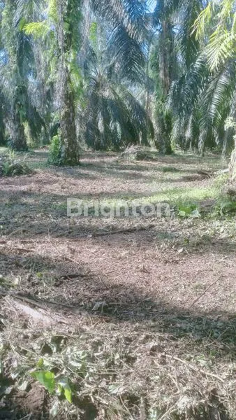 image INVESTASI SAWIT 145,5 HA, LOKASI STRATEGIS SUMUT (3)