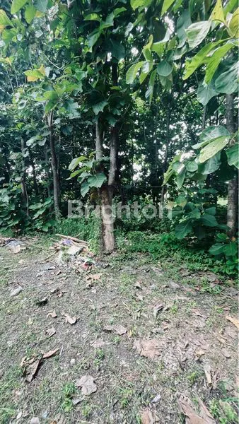 image DI JUAL TANAH SIAP PAKAI NEGOTIABLE CERME (2)