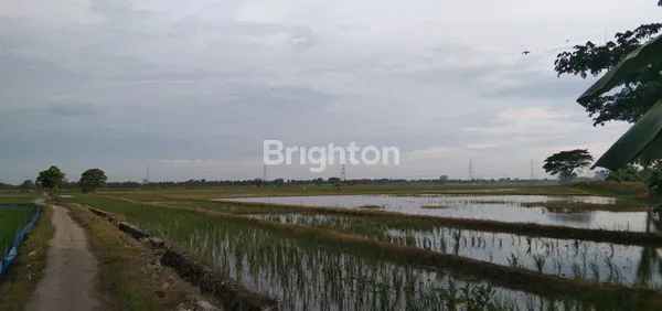 image DIJUAL TANAH SAWAH (3)