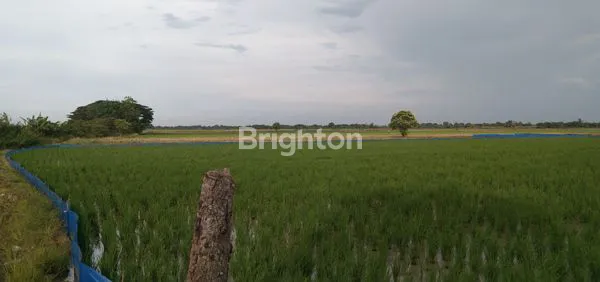 image DIJUAL TANAH SAWAH (1)