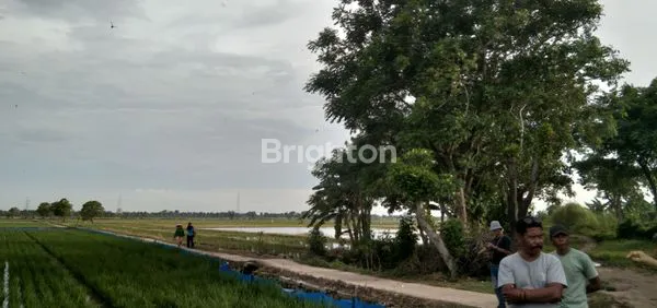 image DIJUAL TANAH SAWAH (2)