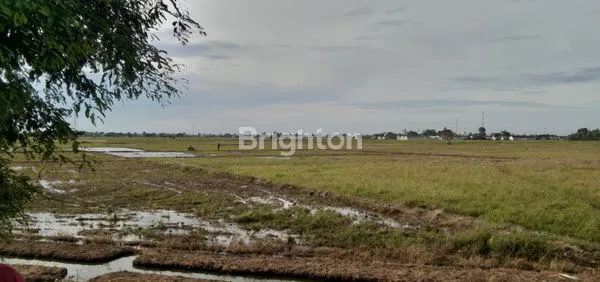 image DIJUAL TANAH SAWAH (5)