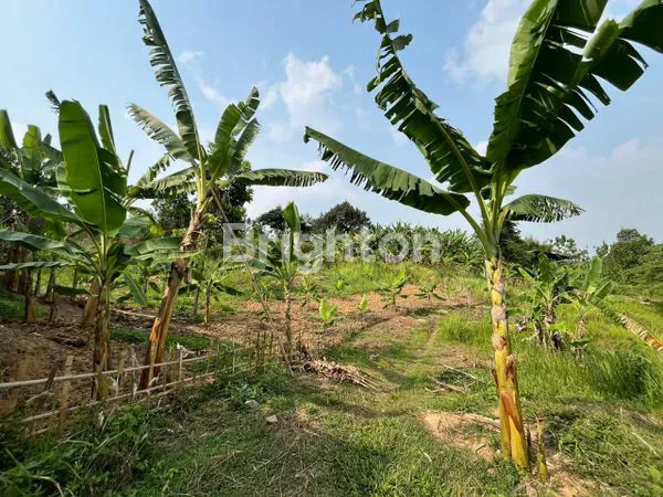 image TANAH LUAS 4 HEKTAR DI BOGOR, SIAP BANGUN VILLA ATAU PERKEBUNAN (3)