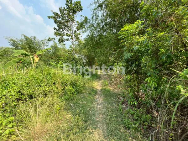 image TANAH LUAS 4 HEKTAR DI BOGOR, SIAP BANGUN VILLA ATAU PERKEBUNAN (4)