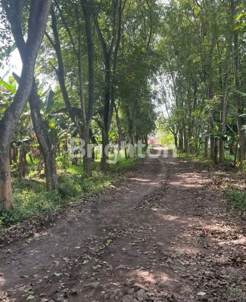 image EX PABRIK ES DI INDRAMAYU BUTUH UANG (1)