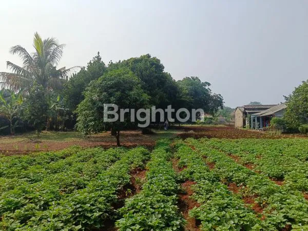DI JUAL CEPAT TANAH KEBUN