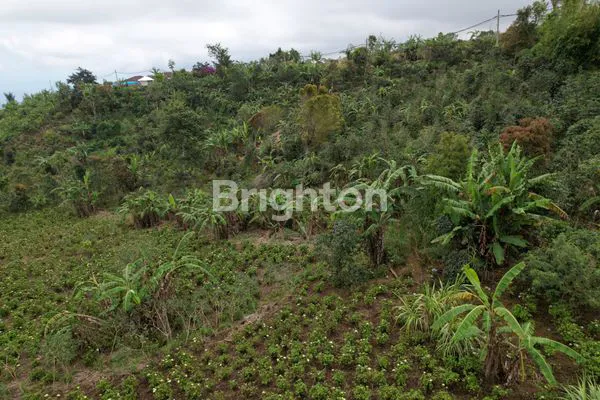 image DIJUAL TANAH DI TAMBLINGAN, SINGARAJA  (1)
