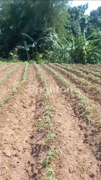 image TANAH SIAP BANGUN 178 M² DI SINGOSARI, 3 MENIT KE JALAN RAYA PROVINSI (3)