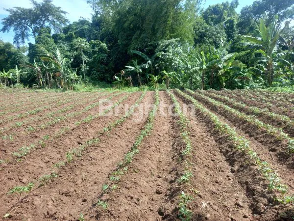 image TANAH SIAP BANGUN 178 M² DI SINGOSARI, 3 MENIT KE JALAN RAYA PROVINSI (2)