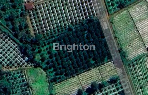 image LAHAN JERUK AKTIF LUAS & STRATEGIS – KARANGPLOSO (3)