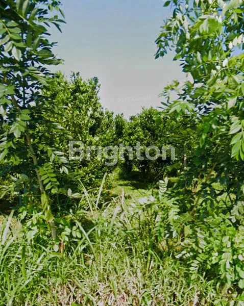 image LAHAN JERUK AKTIF LUAS & STRATEGIS – KARANGPLOSO (1)