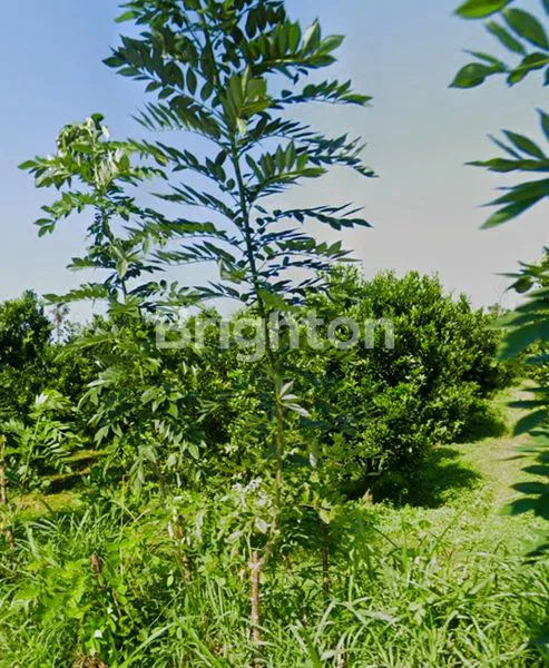 image LAHAN JERUK AKTIF LUAS & STRATEGIS – KARANGPLOSO (4)