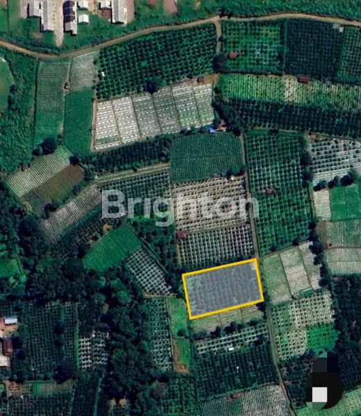 image LAHAN JERUK AKTIF LUAS & STRATEGIS – KARANGPLOSO (2)