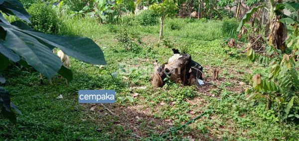 image TANAH KAVLING SHM 15X20M DI LAMPUNG (6)