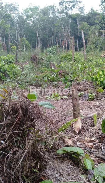 image TANAH SUNGAI KAPUAS KALBAR (1)