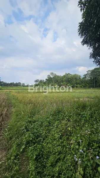 image SAWAH YANG SUDAH MENGHASILKAN (2)