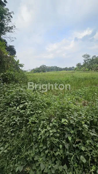 image SAWAH YANG SUDAH MENGHASILKAN (1)
