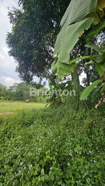 image SAWAH YANG SUDAH MENGHASILKAN (3)
