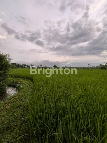 image TANAH SAWAH DI JUAL DI MAGELANG (2)