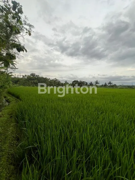 image TANAH SAWAH DI JUAL DI MAGELANG (1)