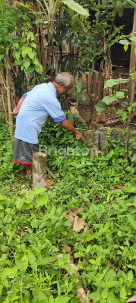 image TANAH DI CIMEMEN, FAJAR BARU, LAMPUNG SELATAN (5)