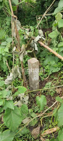 image TANAH DI CIMEMEN, FAJAR BARU, LAMPUNG SELATAN (4)