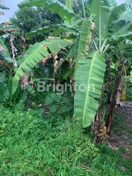 image JUAL CEPAT TANAH 90 METER DARI BY PASS IR SOEKARNO TABANAN (5)