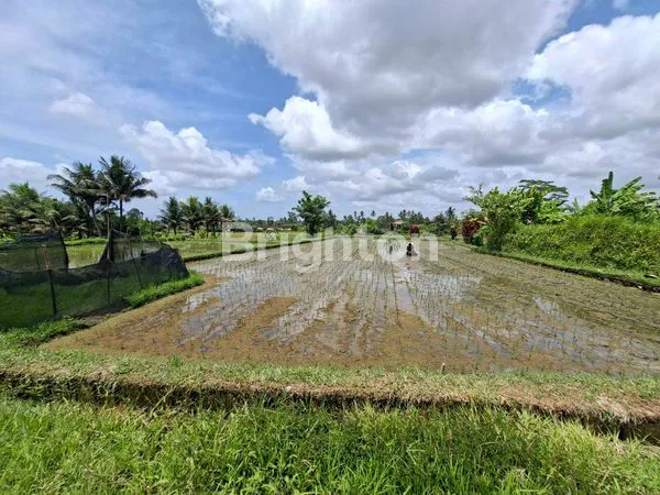 image TANAH STRATEGIS DI UBUD, VIEW GUNUNG & SAWAH, SHM (2)