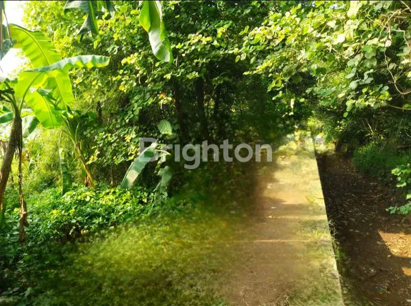 image TANAH KAVLING DI TAJUR HALANG (4)