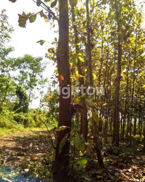 image KAPLINGAN TANAH KEBUN DI PASURUAN (1)