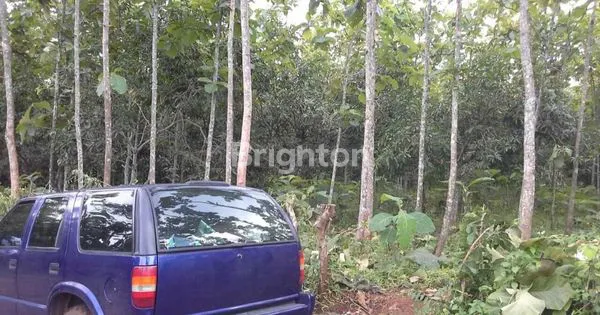 image KAPLINGAN TANAH KEBUN DI PASURUAN (3)