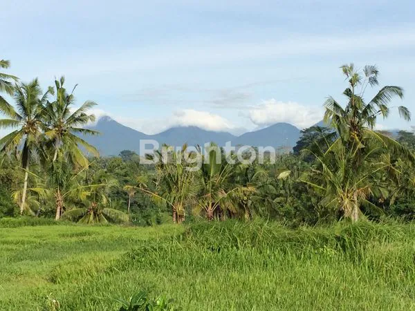 image TANAH LUAS 2,5 HEKTAR DI TEGALALANG, VIEW GUNUNG & LEMBAH (3)