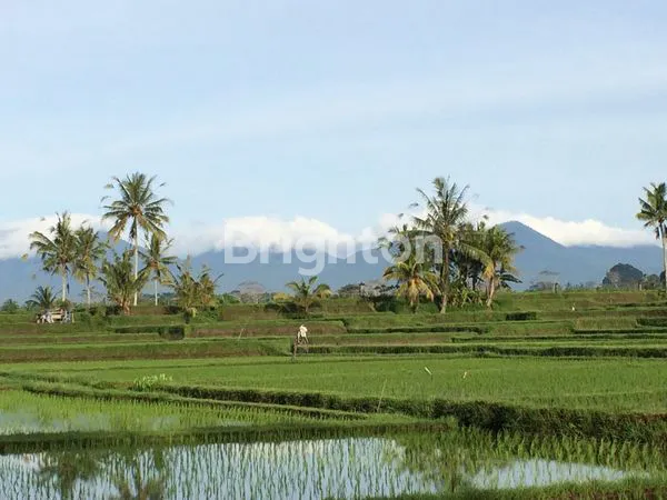 image TANAH LUAS 2,5 HEKTAR DI TEGALALANG, VIEW GUNUNG & LEMBAH (4)