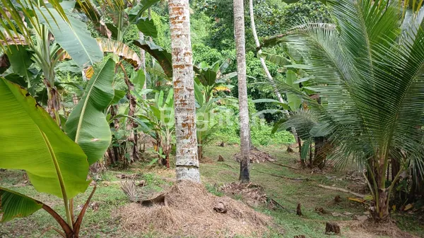 image EKSKLUSIF: LAHAN TEPI SUNGAI (RIVER SIDE) DI PENEBEL – KANVAS SEMPURNA UNTUK RESORT ATAU RETREAT IMPIAN ANDA (1)