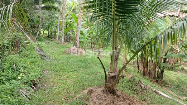 image EKSKLUSIF: LAHAN TEPI SUNGAI (RIVER SIDE) DI PENEBEL – KANVAS SEMPURNA UNTUK RESORT ATAU RETREAT IMPIAN ANDA (2)